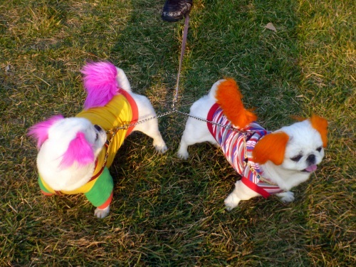 Korean dogs, orange backpack, doggy style