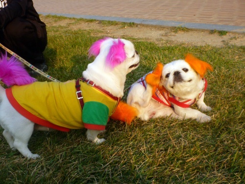 Korean dogs, orange backpack, doggy style