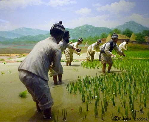 ancient korean ricefield
