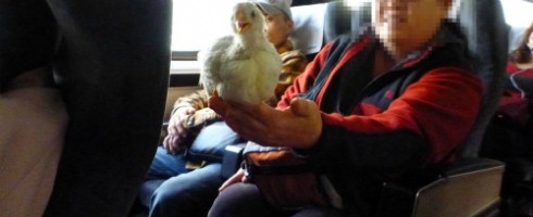 Chicken on the train